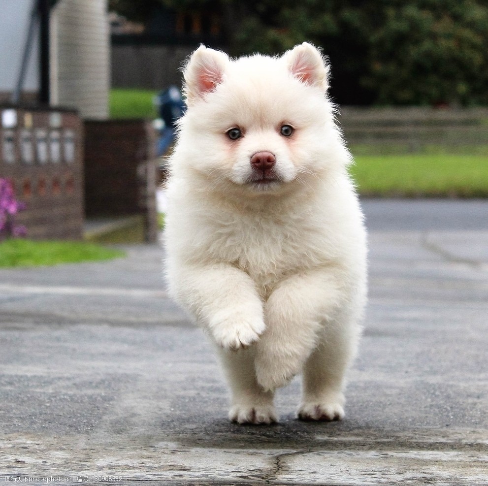 2岁的狗狗可以吃成犬粮吗